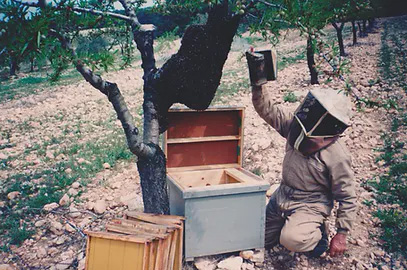 Miel natural directa de apicultores en Reus