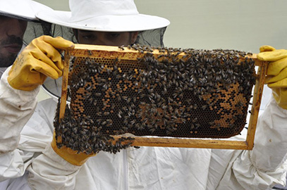 comprar miel en Tarragona directo de apicultor