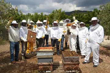 safari abejas apicultor actividad alcover tarragona (10)