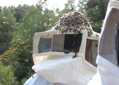 safari abejas apicultor actividad alcover tarragona (3)
