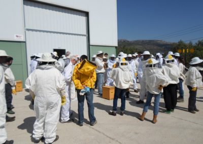 safari abejas apicultor actividad alcover tarragona (5)