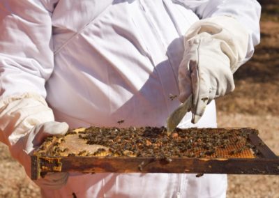safari abejas apicultor actividad alcover tarragona (8)