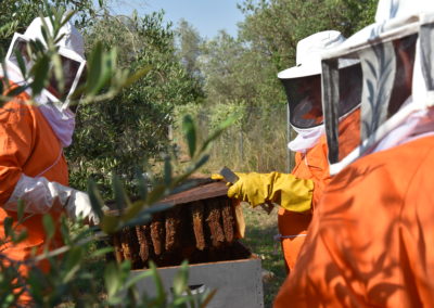 experiències safari d'abelles a Alcover