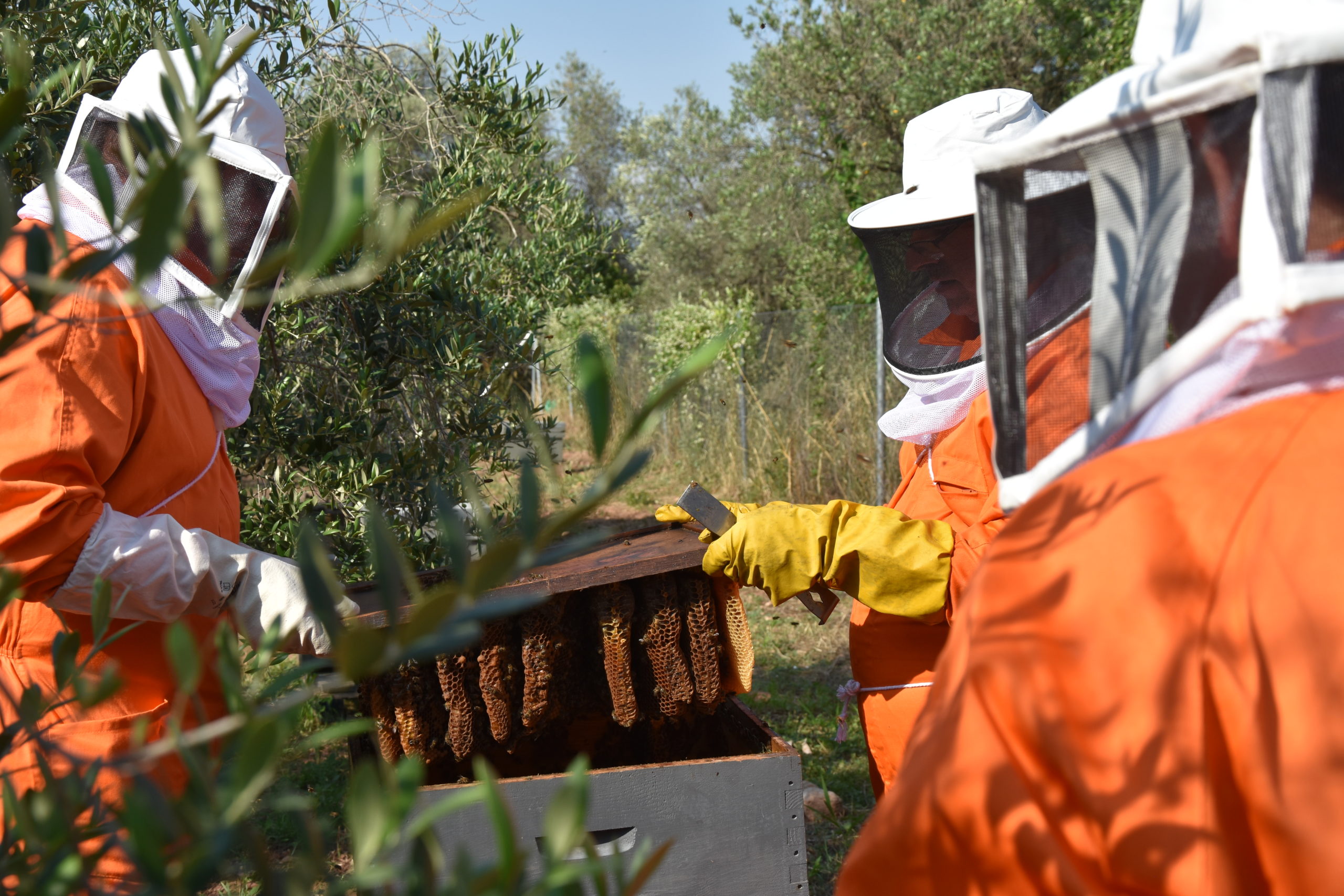 experiencias safari de abejas en Alcover